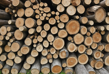 A pile of wood.