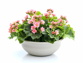 Fototapeta premium Kalanchoe in modern design white pot isolated on a white background. Plant with pink flowers. High quality