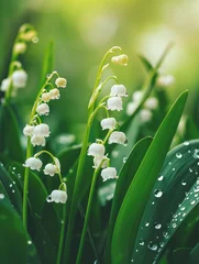 Fotobehang White lily of the valley flowers. Convallaria majalis forest flowering plant with raindrops. © Lubos Chlubny