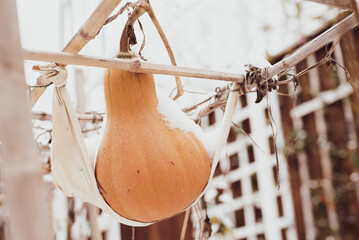 Lookup view large Seminole pumpkin butternut squash covered in snow on handmade hammocks ties to bamboo trellis support at backyard garden in Dallas, Texas, USA, winter harvest background