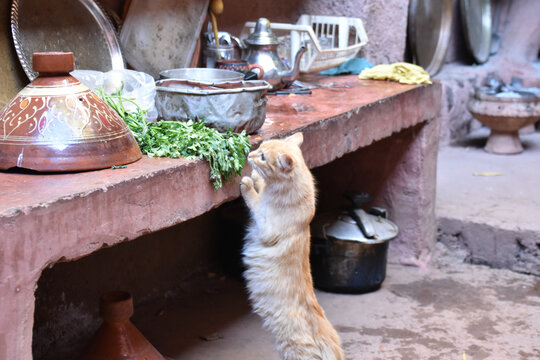 Orange Tabby Cat Explores Berber Kitchen in the Atlas Mountains