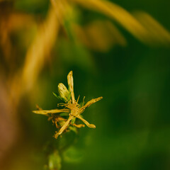 St JONS WORT - Flowering herbs in a sunny meadow
