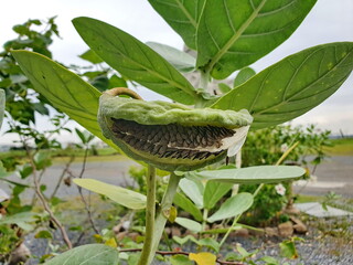 Fruit of Giant Indian Milkweed, Scientific name Calotropis gigantea R.Br. Fruit is a pair of pods that are adjacent to each other. The tip of the pointed sheath is bent when it is old, it turns brown 