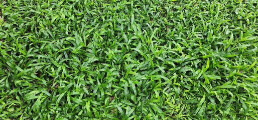 Carpet Grass or  Tropical Carpet (Axonopus compressus (Sw.) P.Beauv.) Herbaceous plant with hollow stem and clear joints. Single, dark green leaves, smooth and slender. Tip is pointed, edges are wave
