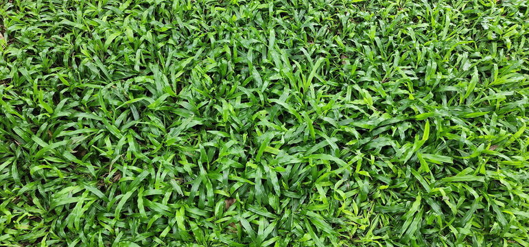 Carpet Grass or  Tropical Carpet (Axonopus compressus (Sw.) P.Beauv.) Herbaceous plant with hollow stem and clear joints. Single, dark green leaves, smooth and slender. Tip is pointed, edges are wave
