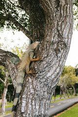 iguana climbing a tree from puerto rico
