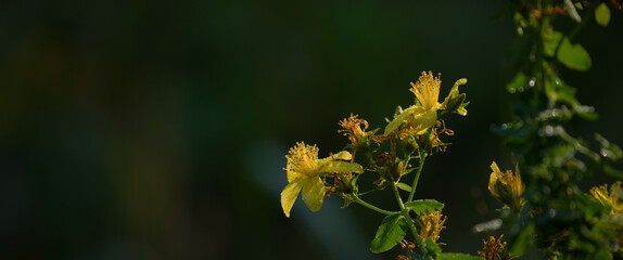 St JONS WORT - Flowering herbs in a sunny meadow
