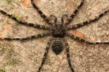 Large tree trunk huntsman spider, Spariolenus tigris, Satara, Maharashtra, India