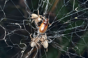 Collective hunting behaviour of Social orb weaver spider beetle, Stegodyphus sarisinorum, Satara,...