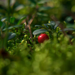 RED BERRIES - Fruits of the forest undergrowth in autumn