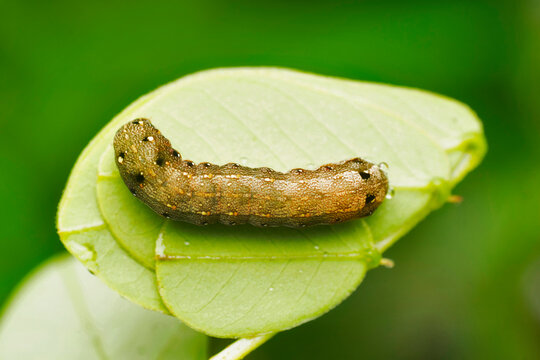 Tobacco cutworm, Spodoptera litura, Satara, Maharashtra, India