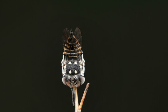 Zebra bee, Coelioxys sayi, Satara, Maharashtra, India