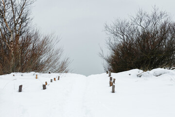 Winter trail among bushes in the dunes