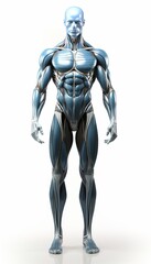 Detailed and intricate abstract model of human muscular anatomy isolated on a clean white background