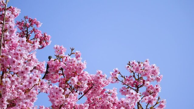 春の風景動画。ピンク色の桜の花と小鳥と青空。