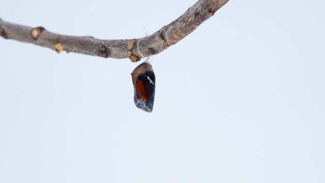 Danaus Chrysippus Butterfly Emerging from Chrysalis Speed Up. birth hatching 4K timelapse