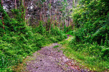 Camino entre eucaliptos