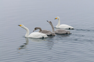 Family of Whooper Swans Swimming Gracefully in Calm Waters at Twilight