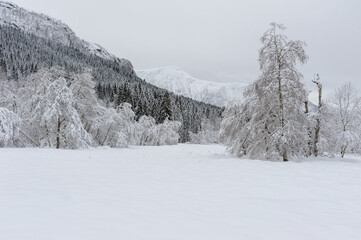 Serene Winter Landscape Captured After Fresh Snowfall in Mountainous Forest
