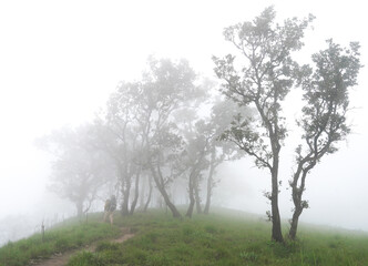 Fototapeta premium misty morning in the forest