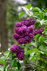 Blooming lilac bush with delicate purple flowers.