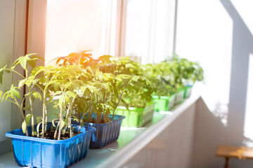 Gardening concept. Green sprouts of seedlings grown from seeds. Seedlings of tomatoes in a pot with soil on windowsill. Front view