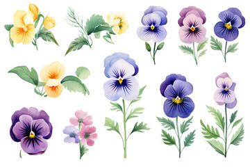 Watercolor paintings Pansy flower symbols On a white background. 