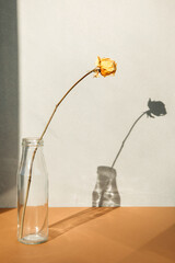 One dry branch of rose in a glass transparent bottle in daylight with shadows on a gray background. Front view
