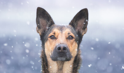 portrait of a dog in snow