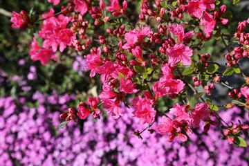Blooming pink azalea in South Korea
