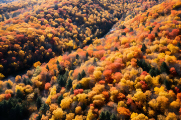 Naklejka na ściany i meble Aerial view of autumn forest in the mountains. Colorful trees in fall season