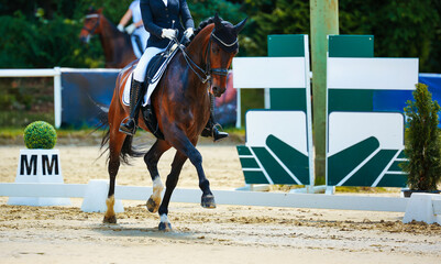 Horse, dressage horse, dressage with rider at a tournament in the test at a strong trot.