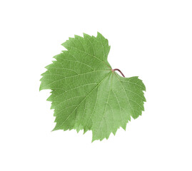One green grape leaf isolated on white