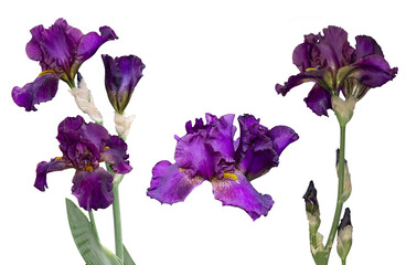 set. Iris is a beautiful flower. Isolated iris on transparent background. Iris of Purple Color ....