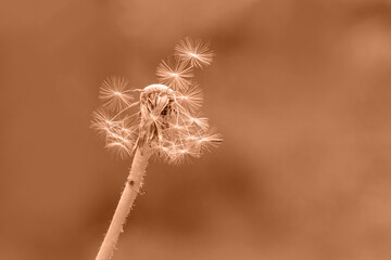 Abstract background with fluffy dandelion toned in peach fuzz color. Beautiful view of dandelion...