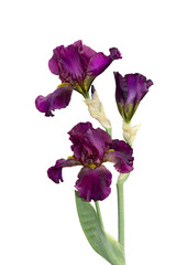 Iris is a beautiful flower. Isolated iris on transparent background. Iris of Purple Light. Large iris flower
