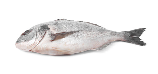 Fresh raw dorado fish isolated on white