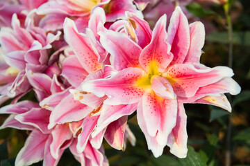 pink lilies flowers in the garden