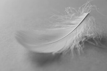 Fluffy white feather on light grey background, closeup
