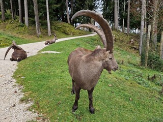 Steinbock - Alpensteinbock