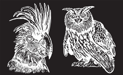 Graphical illustration , vector owl and parrot on black