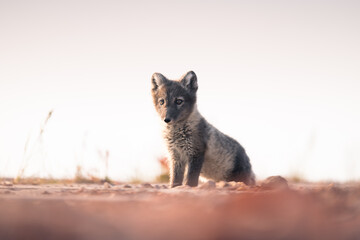 shot of The Arctic fox (Vulpes lagopus) enjoying a sunny day, in the middle of houses, thick fur protects it from the cold, cute fox discovering the world in the middle of cold nature,Svalbard
