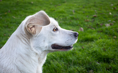 white dog portrait