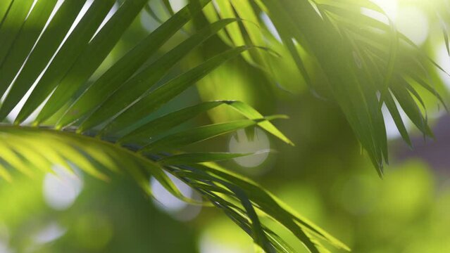 Palm tree branch swaying in the wind. Green palm leaves with bokeh nature background