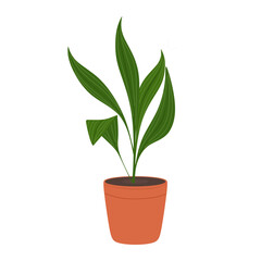 Aspidistra houseplant in flower pot. Lush green foliage. Green juicy Aspidistra leaves in potted isolated on white. Indoor, office and house plant for interior decoration. Flat vector illustration