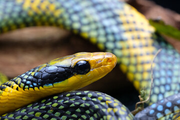 The rainbow tree snake (Gonyosoma margaritatus) is an extremely rare and beautiful snake species...