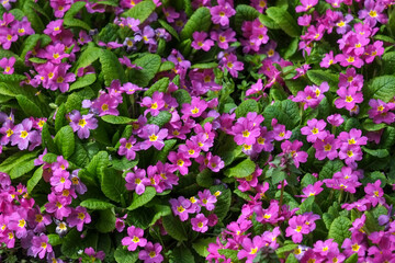 Decorative primrose. Primula. Spring, flower pattern, pink, green.
