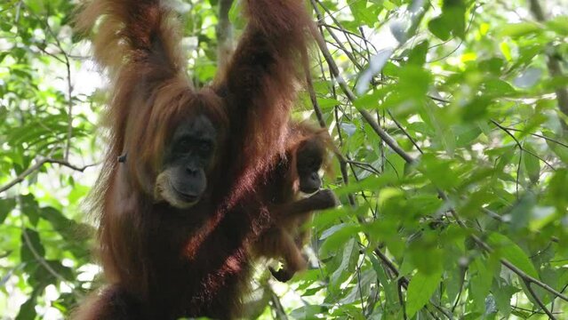 an orangutan mum hangs from a branch while her baby eats some fruit in the rainforest of gunung leuser national park on sumatra, indonesia