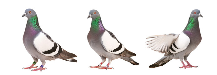 kqg speed racing pigeon bird isolate white