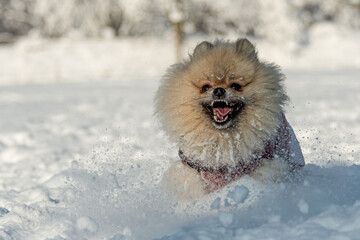 Pomeranian spitz dogs playing in the snow at Christmas